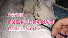 小区花池里面捡到一只小奶猫，鼻子里面一只流血生命垂危太可怜了