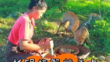荒野女子抓螃蟹给狗吃 #野外生存 #野外美食 #动物