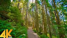 4K超高清风景 - 虚拟森林远足和轻松的音乐
