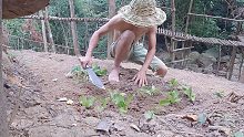 越南丛林原始生活生存-在森林里种植蔬菜是一种重要的食物来源，荒野求生，野外生存