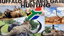 狩猎水牛，在非洲南非与马布拉专业狩猎