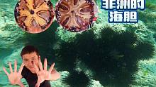 《环球探海记》坦桑尼亚~第25天：今天我在非洲实现了吃海胆自由！海胆就是捡的容易，杀的难！