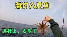 在青岛出海钓八爪鱼，一钓十多斤，是什么体验，跟着安子体验一下