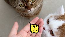 猫：妈妈碗里的饭最香！