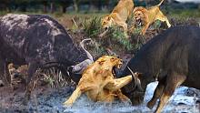 狮子因被水牛践踏而在沼泽中惨死，疯狂的野生动物攻击！
