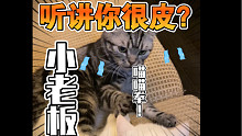 小老板，你皮？吃我一记喵喵拳！