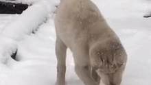 小白狗第一次看见雪，它以为这是天上下馅饼了吗？#中华田园犬 
