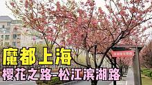魔都上海樱花之路-松江滨湖路，樱花季落樱不扫，4K高清全程扫街，街拍，街景，美丽风景
