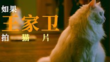 如果王家卫来拍猫片，猫：我都不知道自己演了什么？
