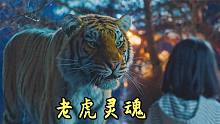 老虎不甘心做成标本，死后变成灵魂态拯救自己，动物奇幻片