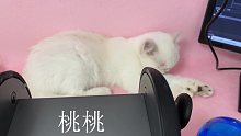 【桃桃-哄睡】全程水声舒服放松