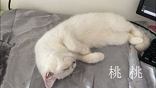 【桃緀-枕边女友】助眠、超舒服、触发音、hetui、哄睡