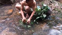 越南丛林原始生活生存-荒野求生，野外生存-用树叶捕鱼