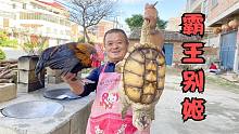 22斤重鳄鱼龟，用农村土灶炖1小时，这锅肉吃得真过瘾！