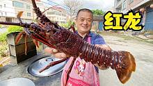 1550买3条“红龙”，碳烤肉质Q弹鲜美，从没吃过这么好吃的龙虾