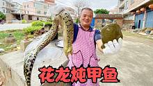 390买3条“花龙”	，异常凶猛宰杀差点被咬手，炖甲鱼属实大补