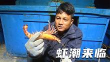 新一轮的虾潮来临，阿彬头一晚就抓几十斤，看来又要发财了