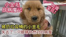 它没有放弃！被扔垃圾桶的小金毛 失去一只眼睛它依然与病魔对抗