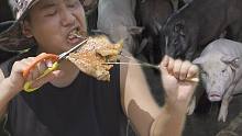 猪，是人类最好吃的朋友