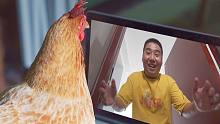 鸡：这辈子没这么无语过！
