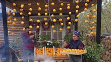 Harvesting and Drying Red Persimmons, May the red,