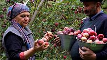 Harvesting Red Apples and Making Pavidlo for Winte