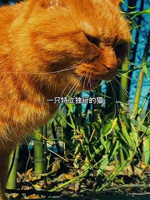 這是一只上過大學(xué)的貓。#居然被一只貓帥到了 #喵星人 #治愈貓咪