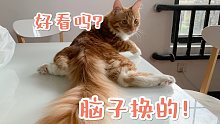 橘猫：给大家表演一个自助洗头！
