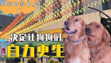 给成了家的狗狗们找个工作，以后自己的狗粮要自己赚【金毛海德和格格】