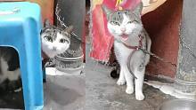 我收养了这只被铁链子栓了四年的猫