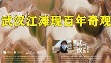 长江枯水期，武汉江滩出现地貌奇观！实拍画面数10年难得一见