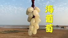 大海退潮后，大洋早早来到海边发现海葡萄，还有大萝卜海葵和帽贝