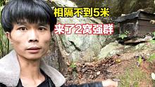 相隔不到5米的距离，来了2窝小蜜蜂，一看出勤今年10斤野蜜也稳了