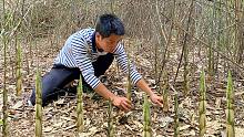 山上的野笋疯长，全村出动拔竹笋，卖笋一天能赚2000元，真羡慕
