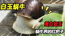 66块买了3只白玉蜗牛，面对这种可爱的入侵物种，繁殖100只麻辣吃