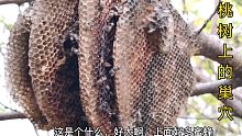 桃树上发现神秘巢穴，农村人第一次亲眼见到，好像是蜜蜂窝