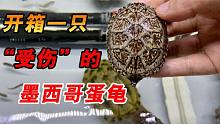 开箱一只被咬伤的墨西哥蛋龟，看到伤口后我懵了