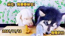 铲屎官给朵拉准备宠物零食磨牙棒！可是朵拉呢？万物皆可“盘”！