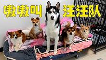 主人带出一支嗷嗷叫的汪汪队，口令一下，狗狗的反应让我瞬间破防