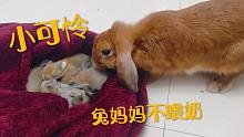 兔妈妈丢下小兔崽跑了，兔宝宝饿了，居然眼睛没睁开就懂去追妈妈