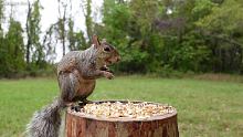 奇妙世界卡司介绍之松鼠--临走时还不忘展示它毛茸茸的尾巴