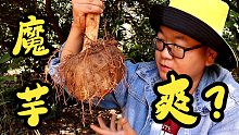 家里挖一颗魔芋制作魔芋爽，那么到底爽不爽呢？