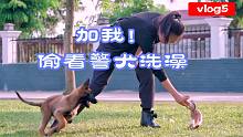 【缉毒功勋犬退役，新犬接任】你的小奶狗正在训练中...马上进入战斗！