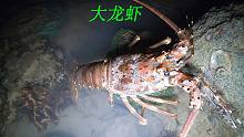 退潮后阿平赶海抓到一只大龙虾，之后还捡到了海胆和灯塔螺