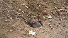 City of Rats - New Delhi has a massive underground