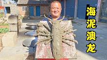 阿胖山1900买只澳龙，裹海泥秘制“叫花澳龙”，这味道绝了！