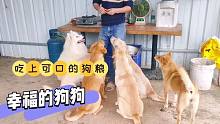 天冷了收养的狗狗吃上可口的狗粮，感谢大家的帮助！狗狗太幸福了