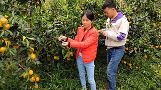 小勇家今年水果产量增多，年收入超50万，小凤开始认真干活了