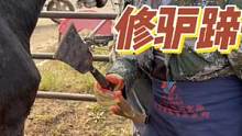 工欲善其事必先利其器，这把大铲越用越顺手了，驴蹄修的干净利落