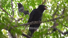 India's finest songster: a pair of Koels on a tree
